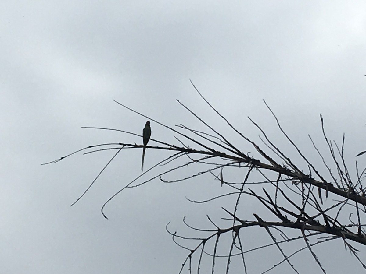 Alexandrine Parakeet - ML346355131