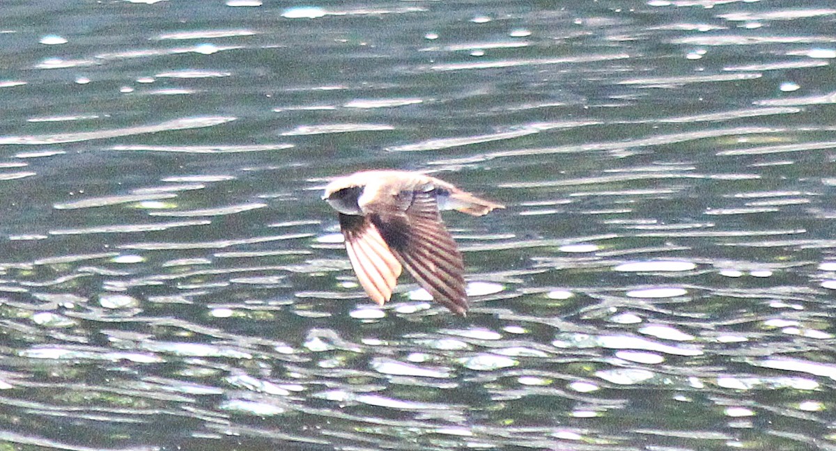 Northern Rough-winged Swallow - ML346357901