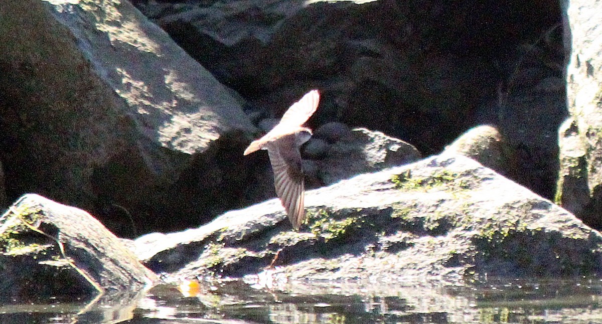 Northern Rough-winged Swallow - ML346357921