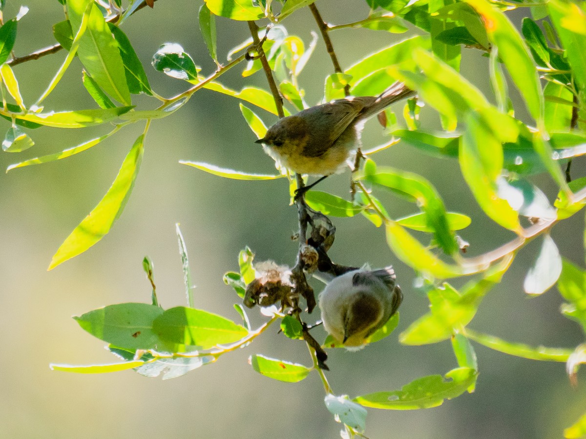 Bushtit - ML346358201