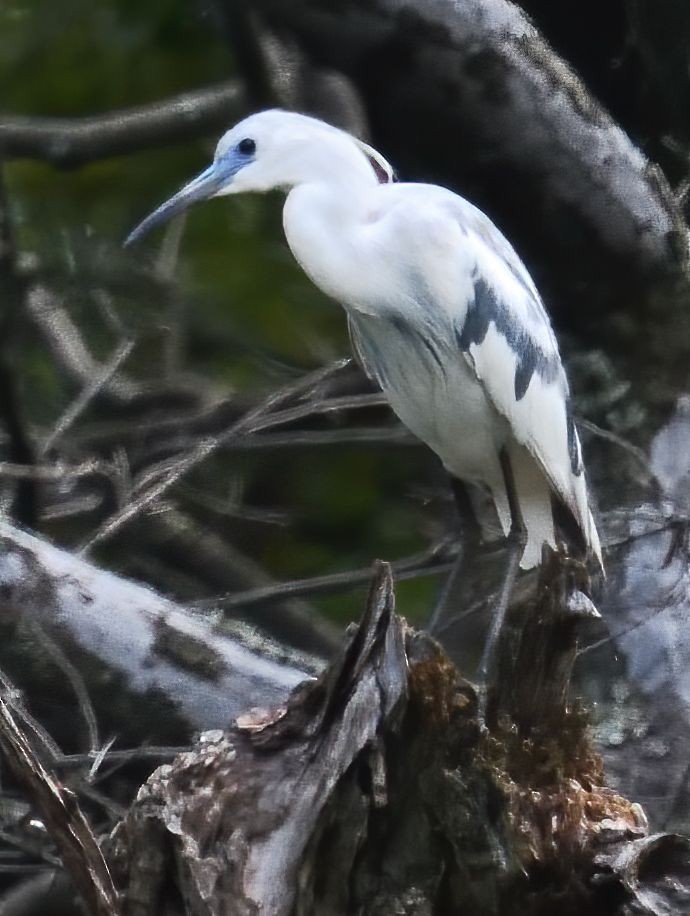 heron sp. - Fort Smallwood  Hawkwatch and Park Data