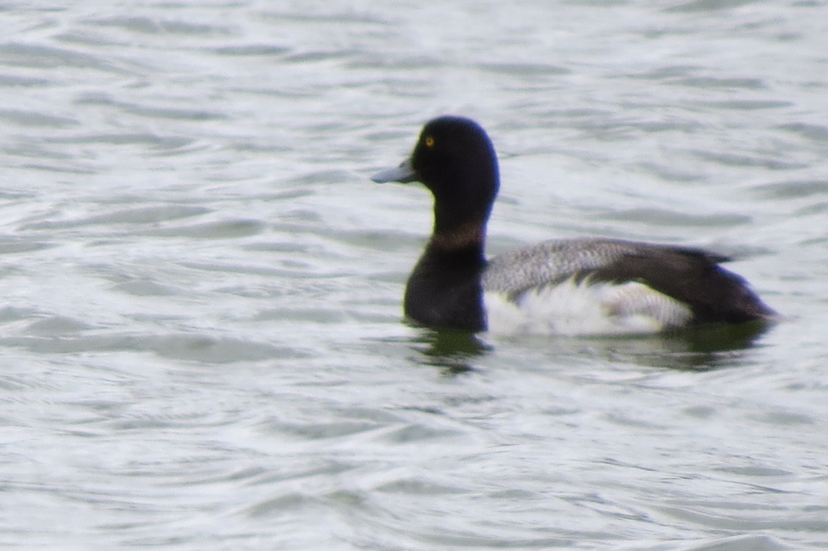 Greater Scaup - ML346359791