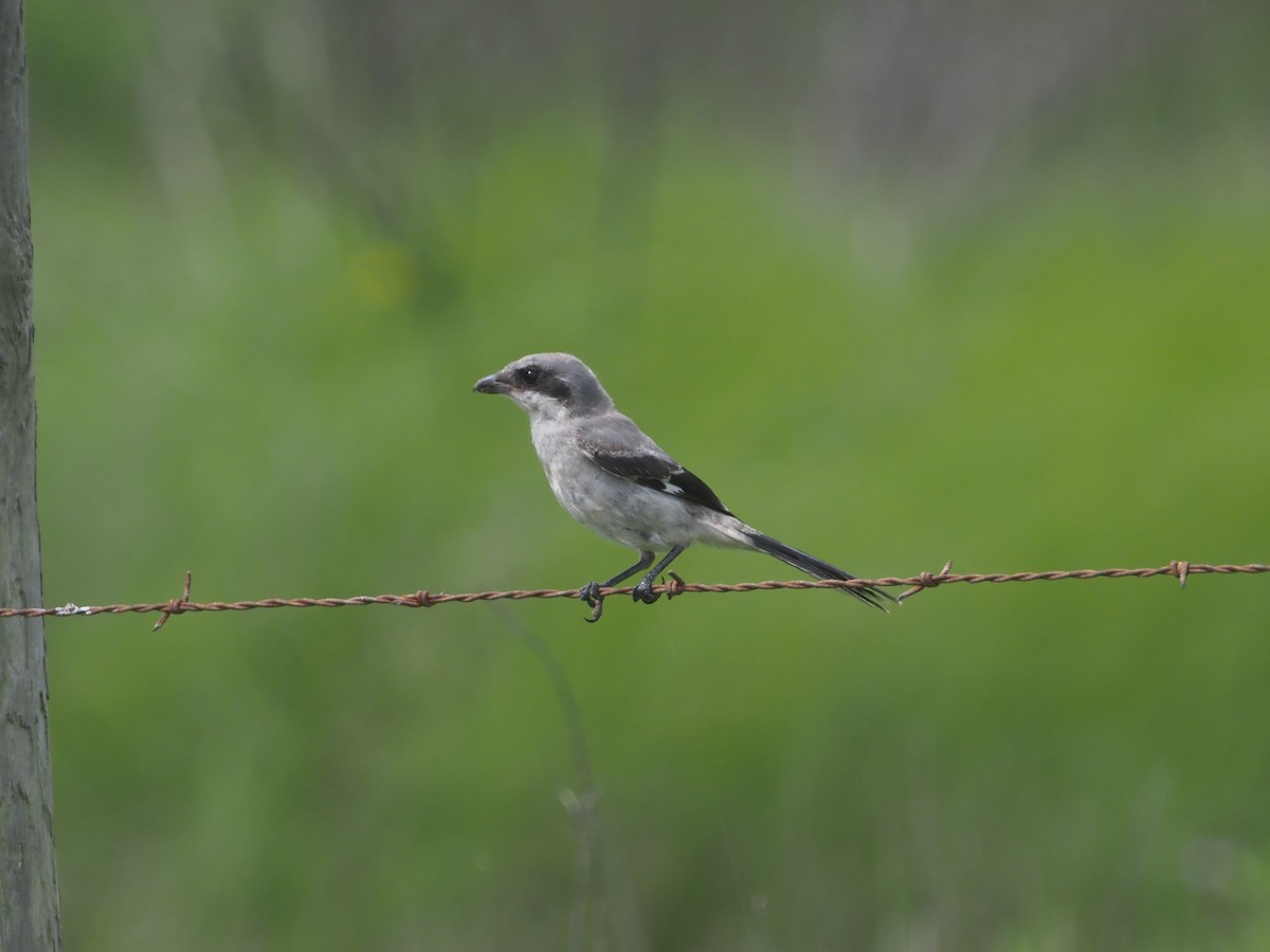 Pie-grièche migratrice - ML346360061