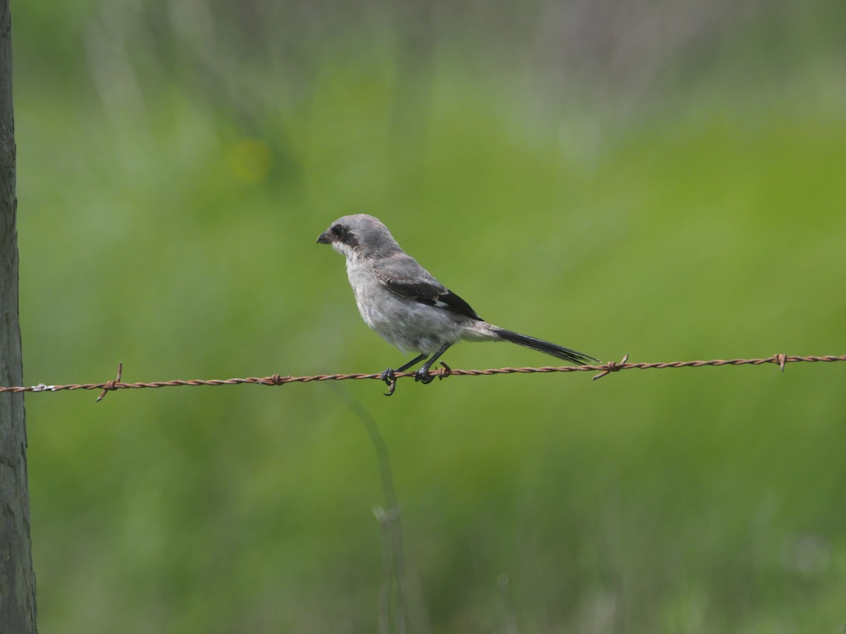 Pie-grièche migratrice - ML346360081