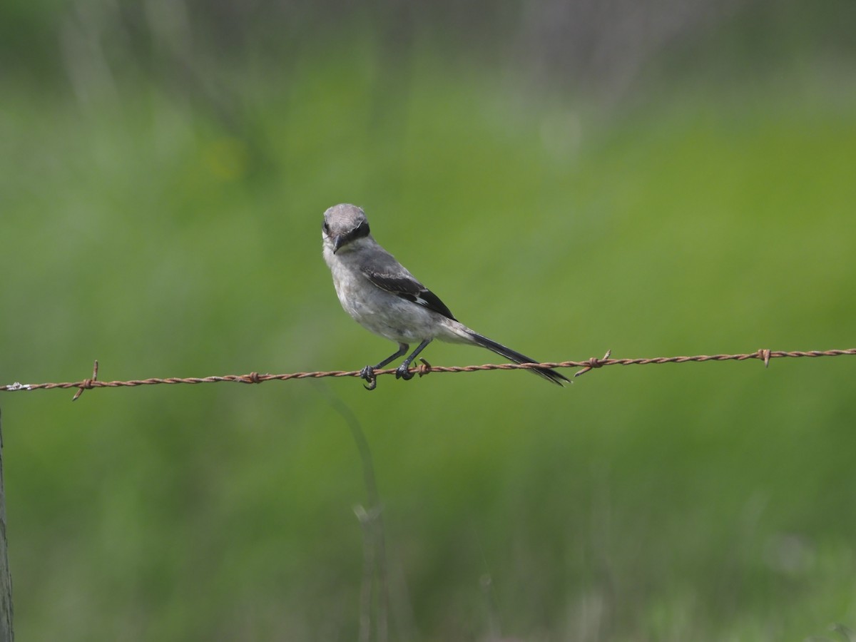 Pie-grièche migratrice - ML346360101