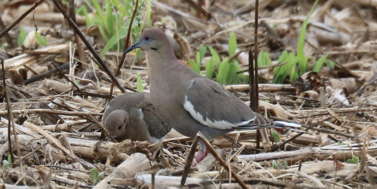 White-winged Dove - ML346361101