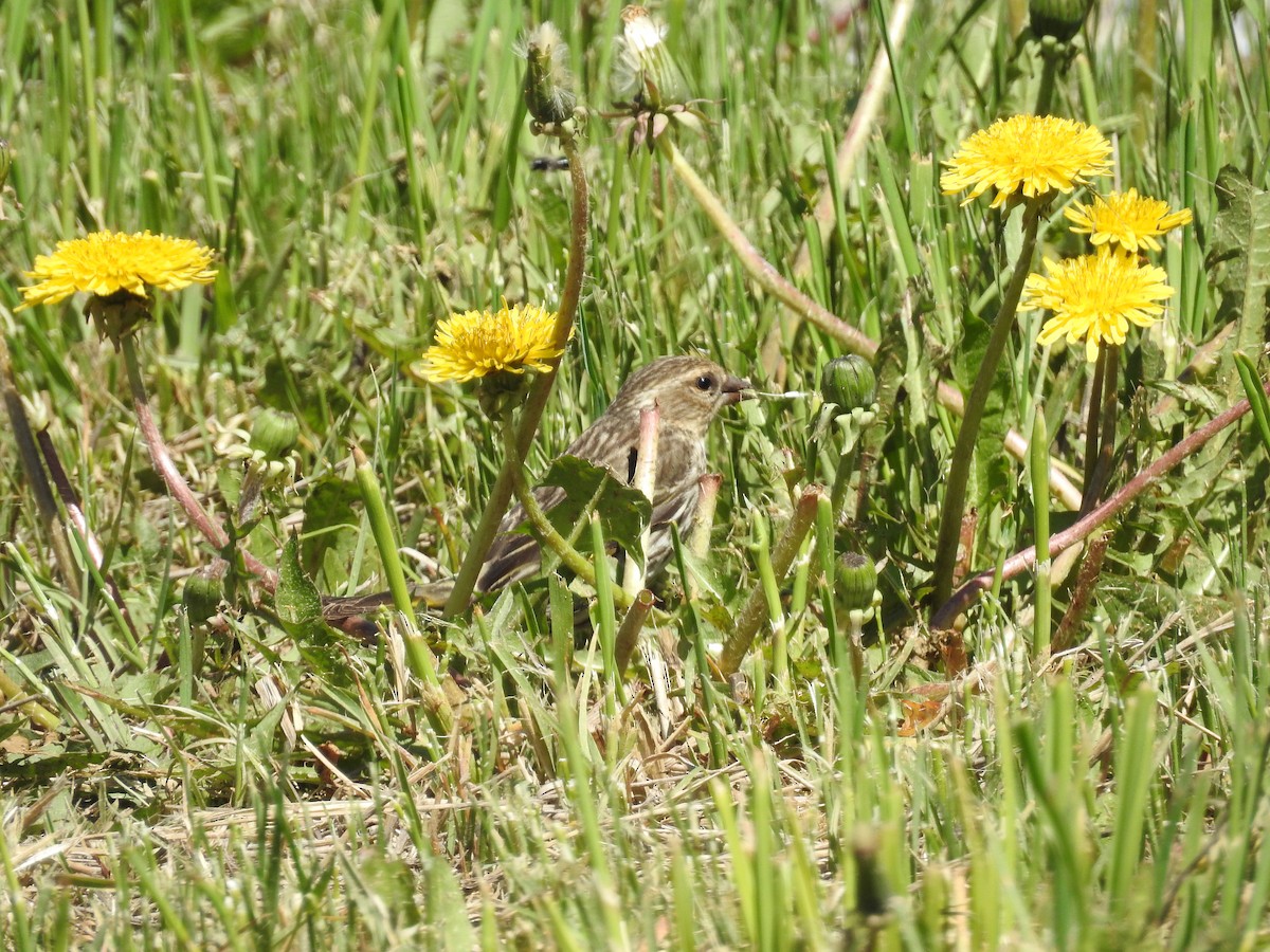 Pine Siskin - ML346361191