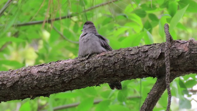 Gray Catbird - ML346361411