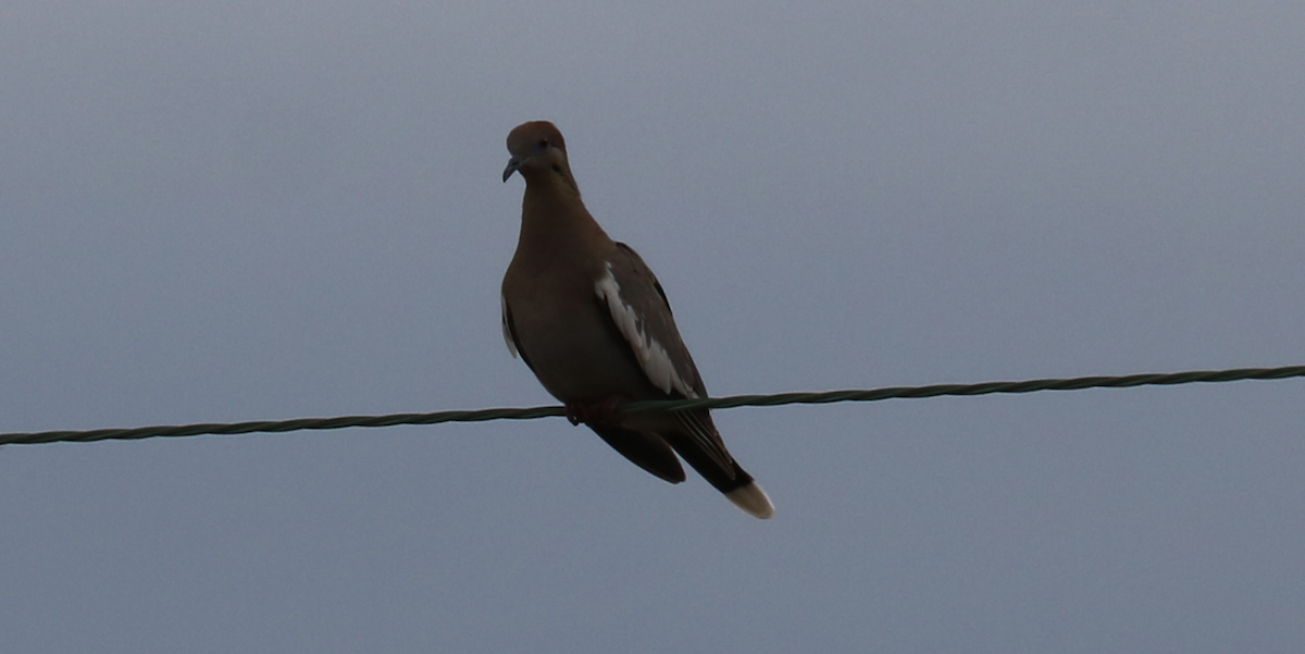 White-winged Dove - ML346362051