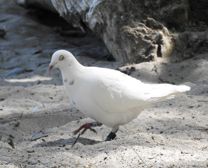 Rock Pigeon (Feral Pigeon) - ML346362161