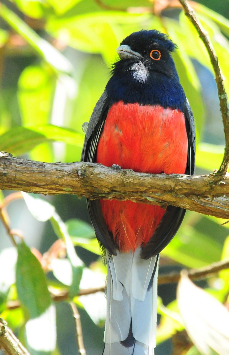 Surucua Trogon - ML34636401