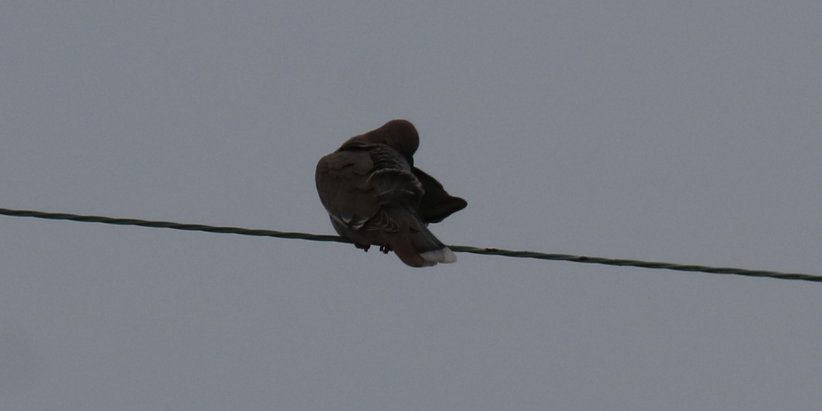 White-winged Dove - ML346364141