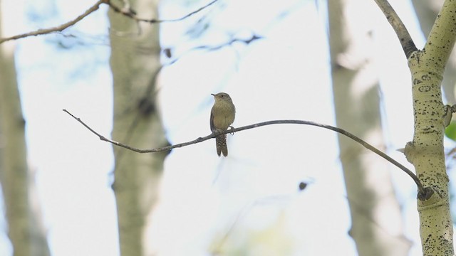 House Wren - ML346364211