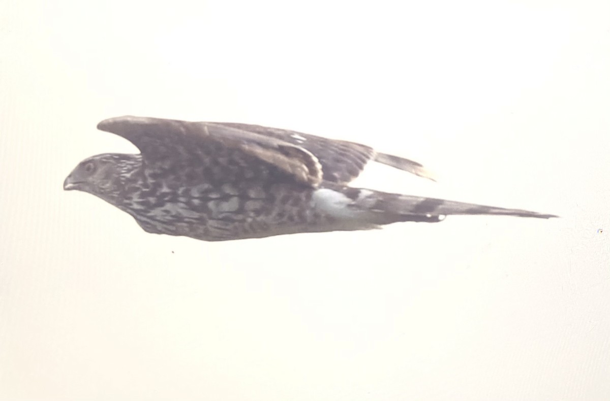 Sharp-shinned Hawk - ML346365021