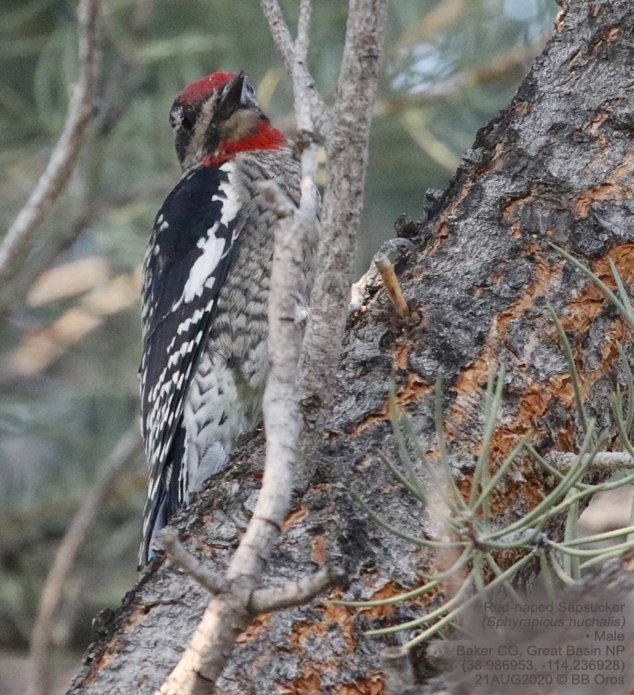 Red-naped Sapsucker - ML346365641