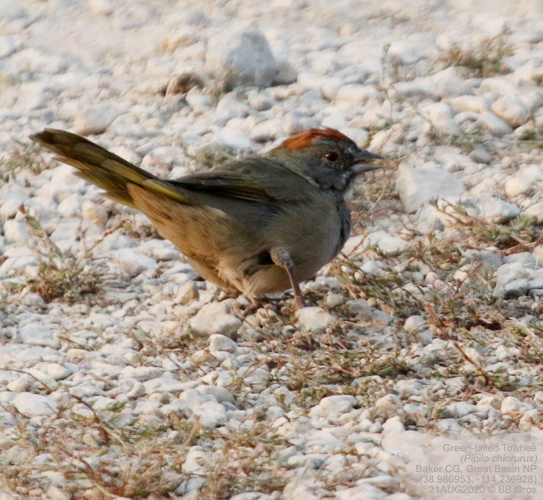Green-tailed Towhee - ML346365661