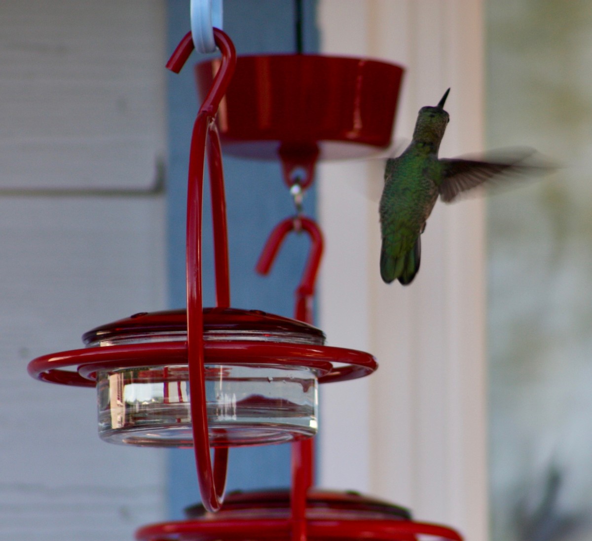 Anna's Hummingbird - ML346367951