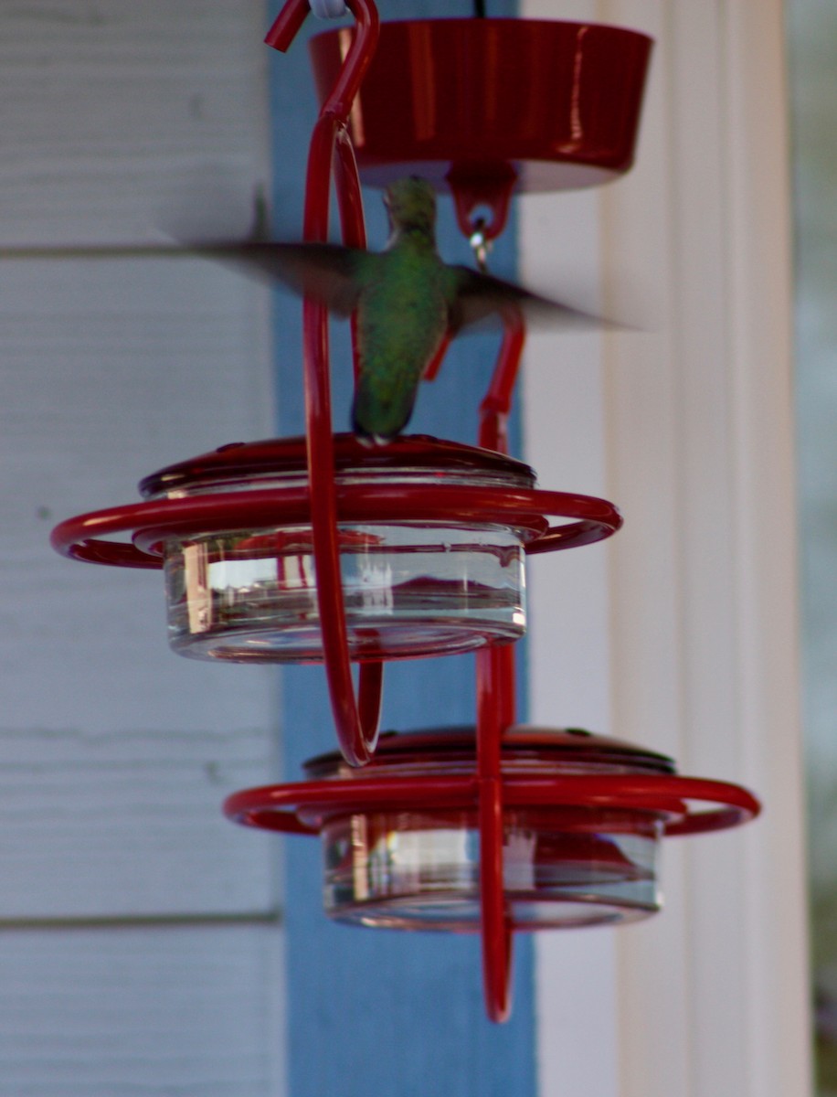 Anna's Hummingbird - ML346367971
