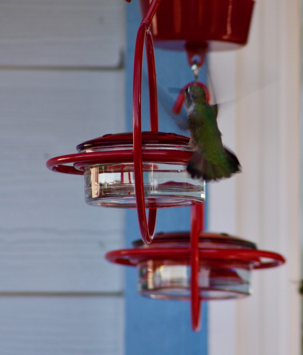 Anna's Hummingbird - ML346367991