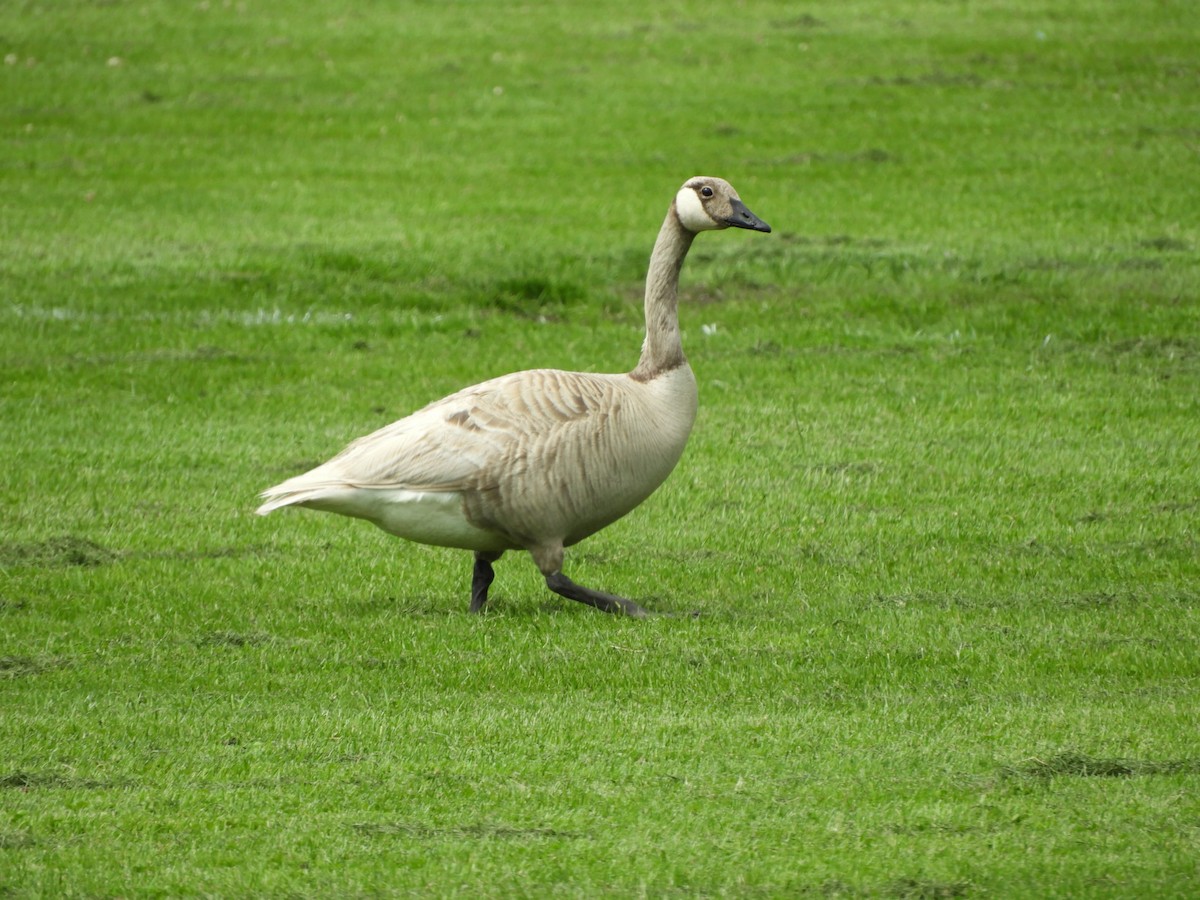 Canada Goose - ML346368241