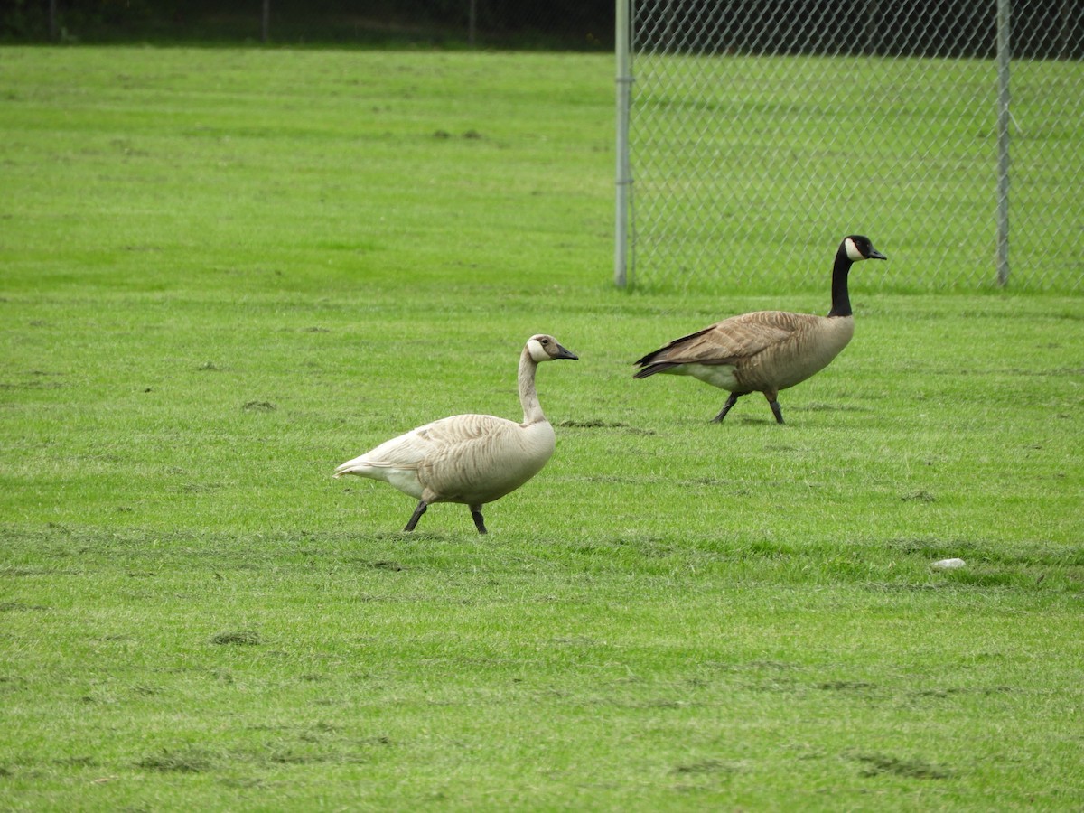 Canada Goose - ML346368311