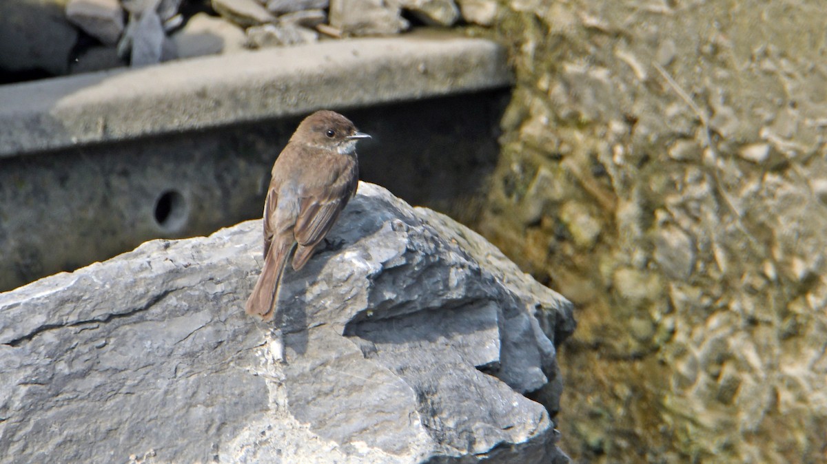 Eastern Phoebe - Mike Birmingham