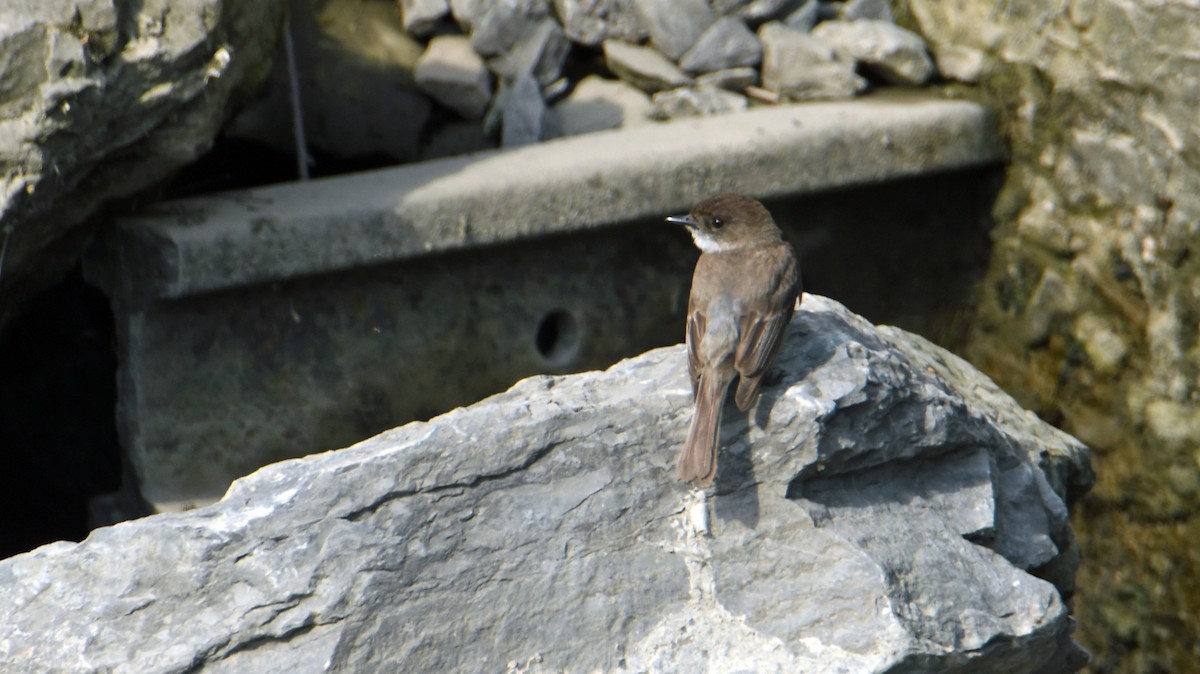 Eastern Phoebe - Mike Birmingham