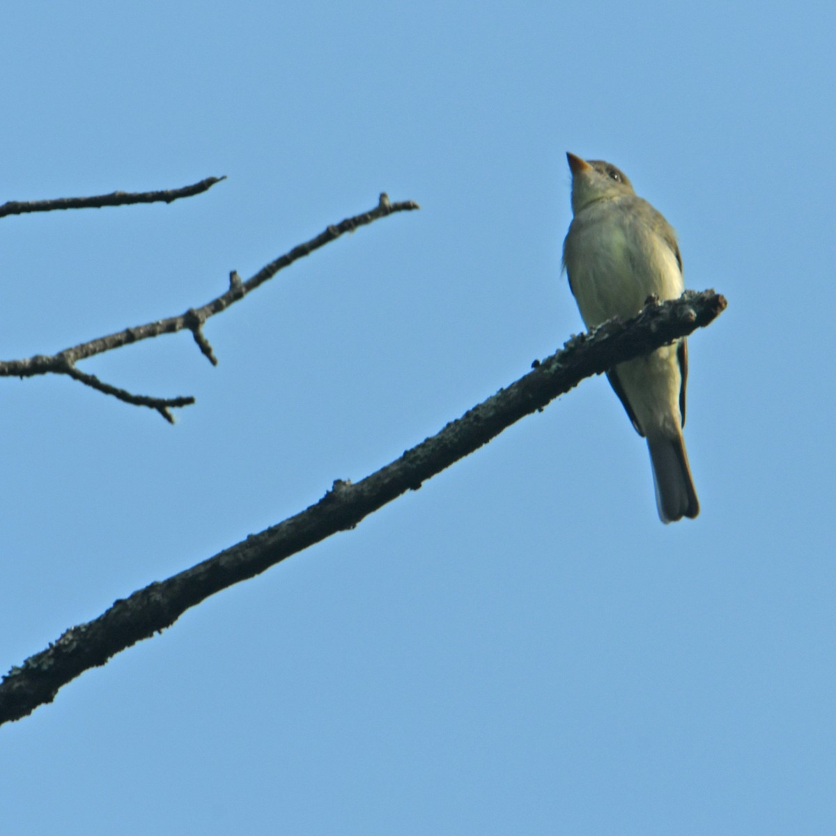 Eastern Wood-Pewee - ML346369381