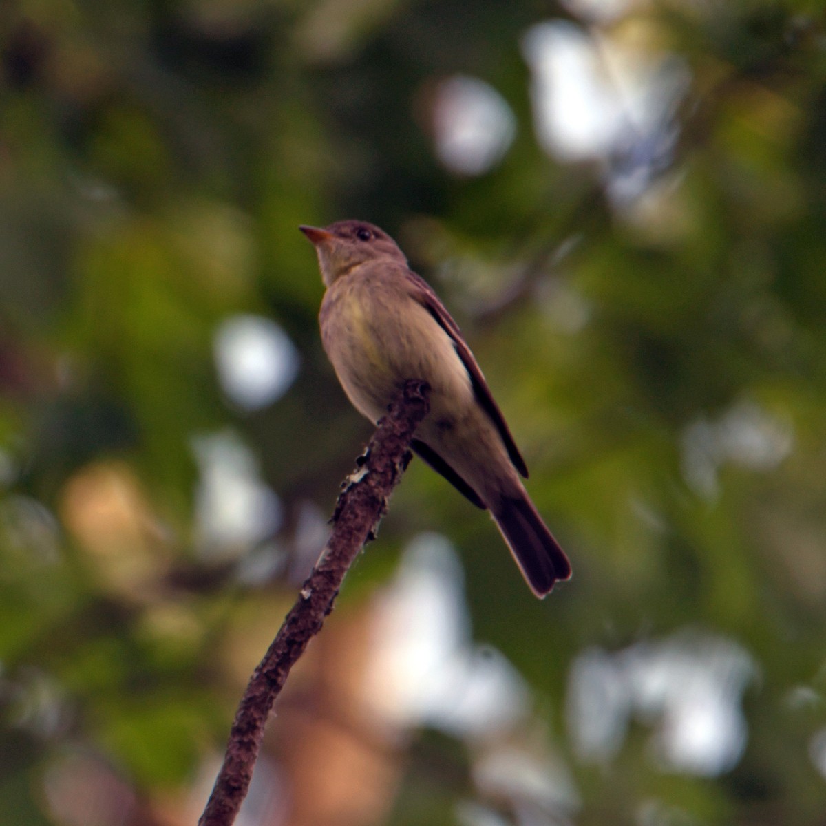 Eastern Wood-Pewee - ML346369391