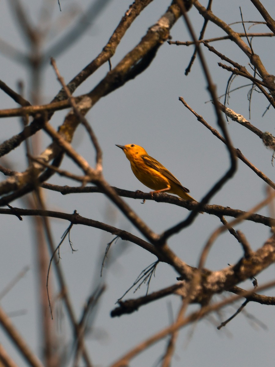 Yellow Warbler - ML346369781