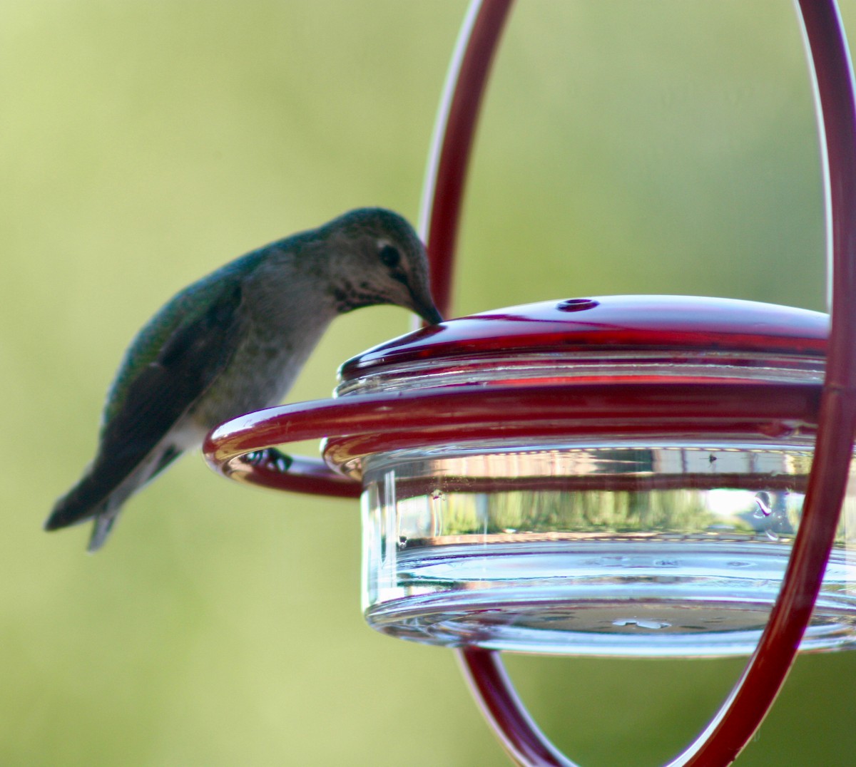 Anna's Hummingbird - ML346371481