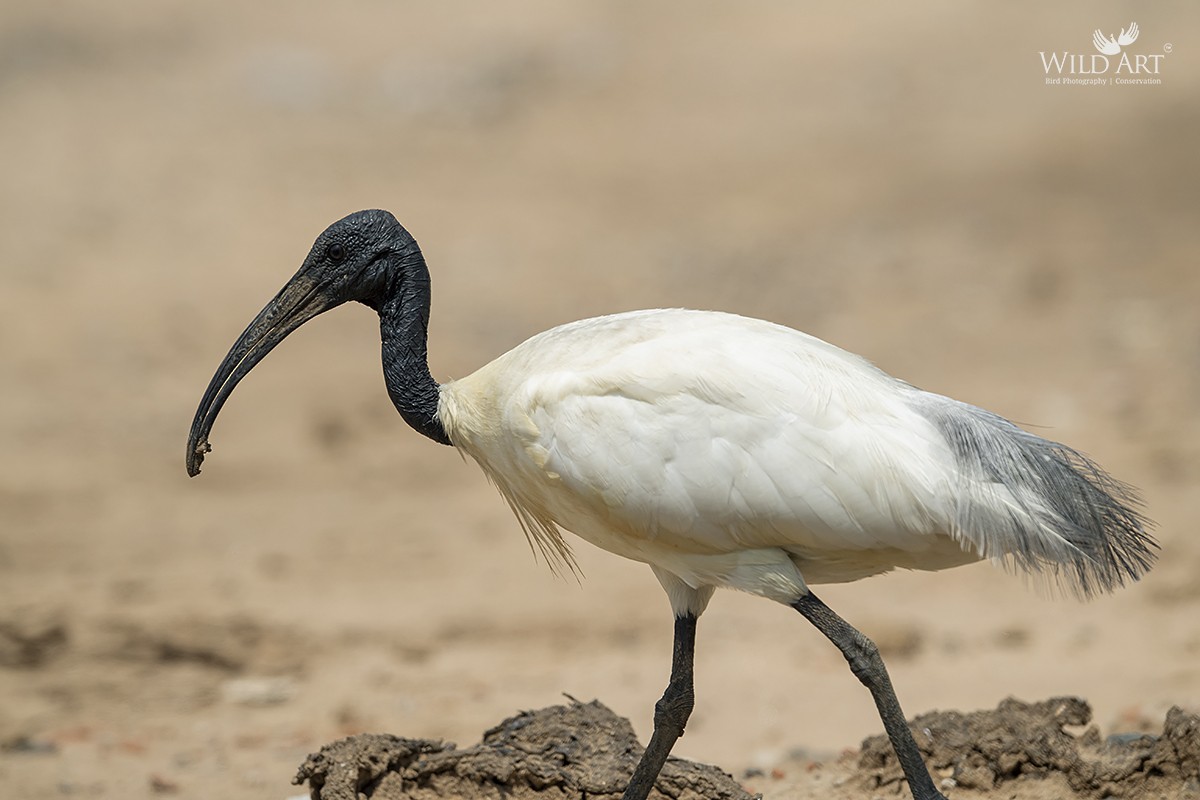 ibis černohlavý - ML346371851