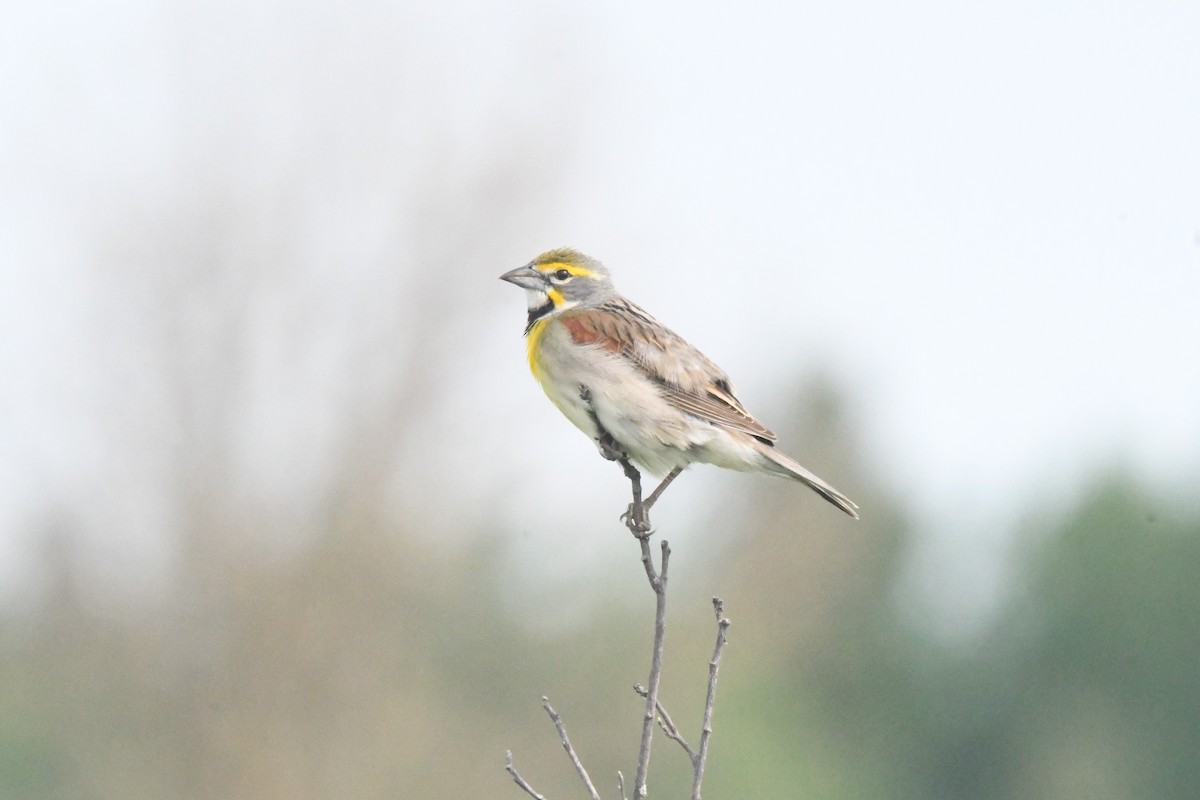 Dickcissel - ML346372211