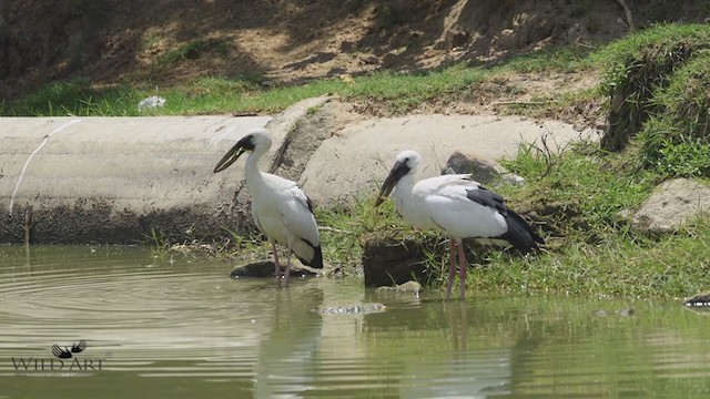 Asian Openbill - ML346372491