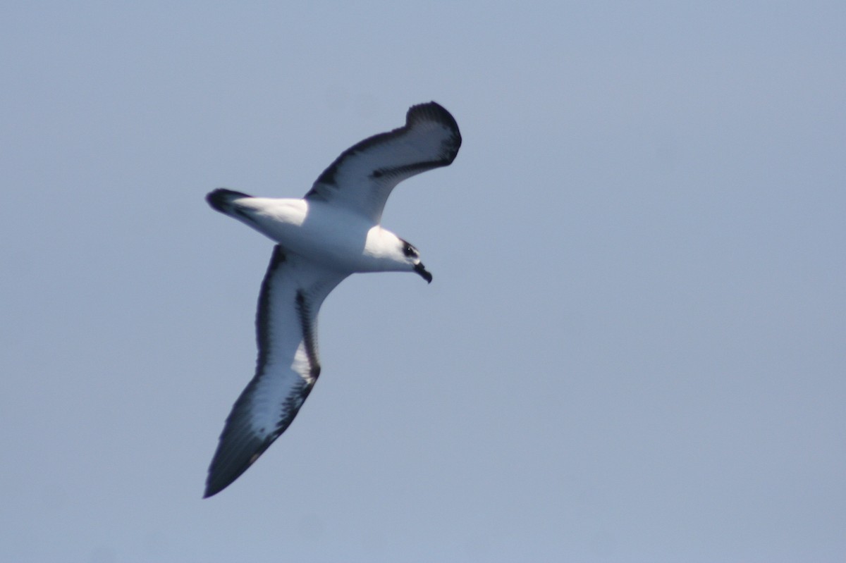 Black-capped Petrel - Martina Nordstrand