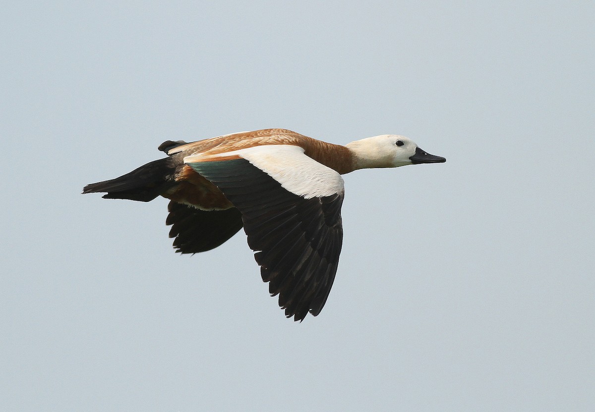 Ruddy Shelduck - ML34637551