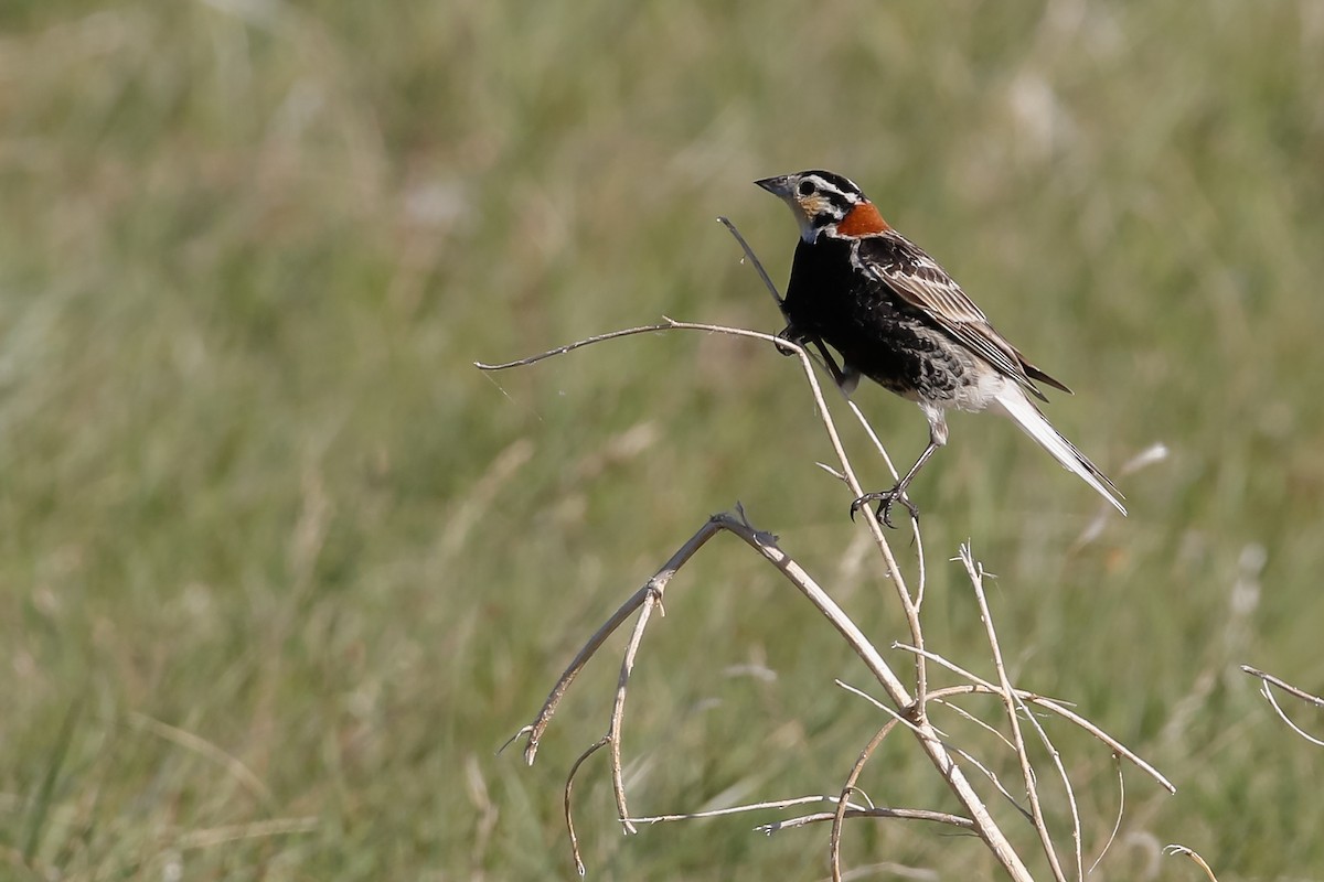 Chestnut-collared Longspur - Dan Ellison