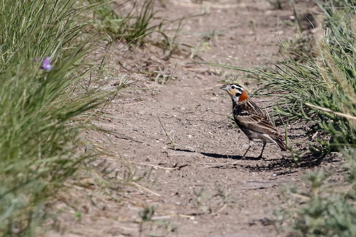 Chestnut-collared Longspur - Dan Ellison