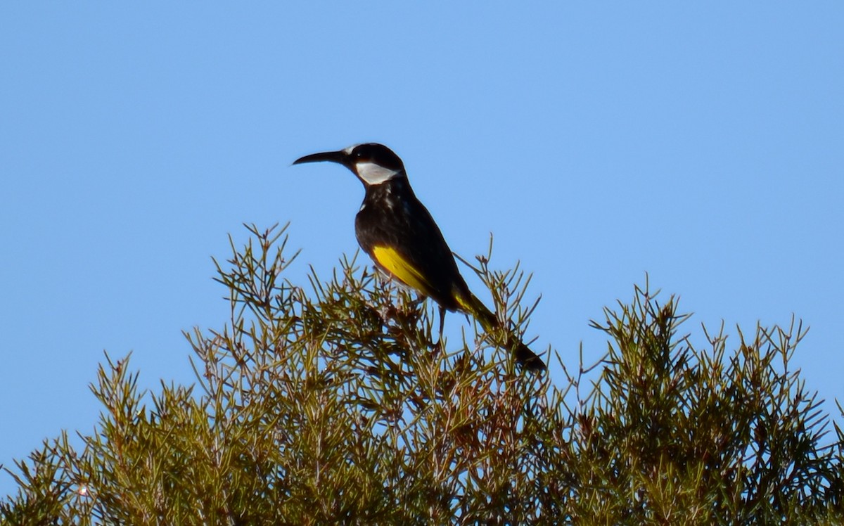 White-cheeked Honeyeater - ML346377731