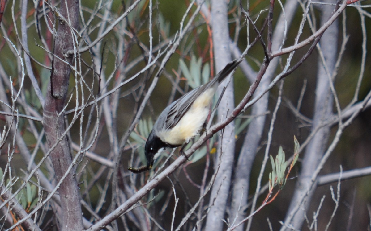 Rufous Whistler - ML346377781