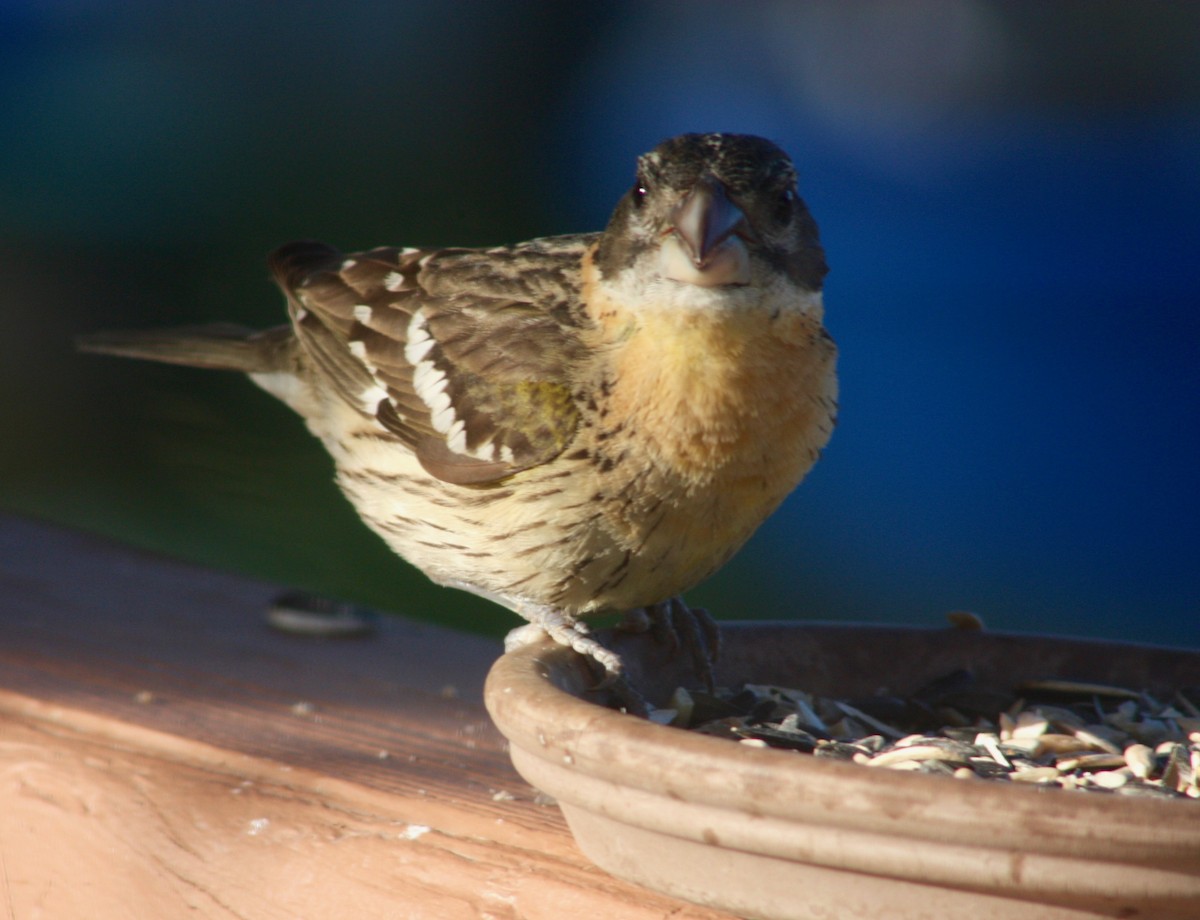 Black-headed Grosbeak - Terrylee Harrington