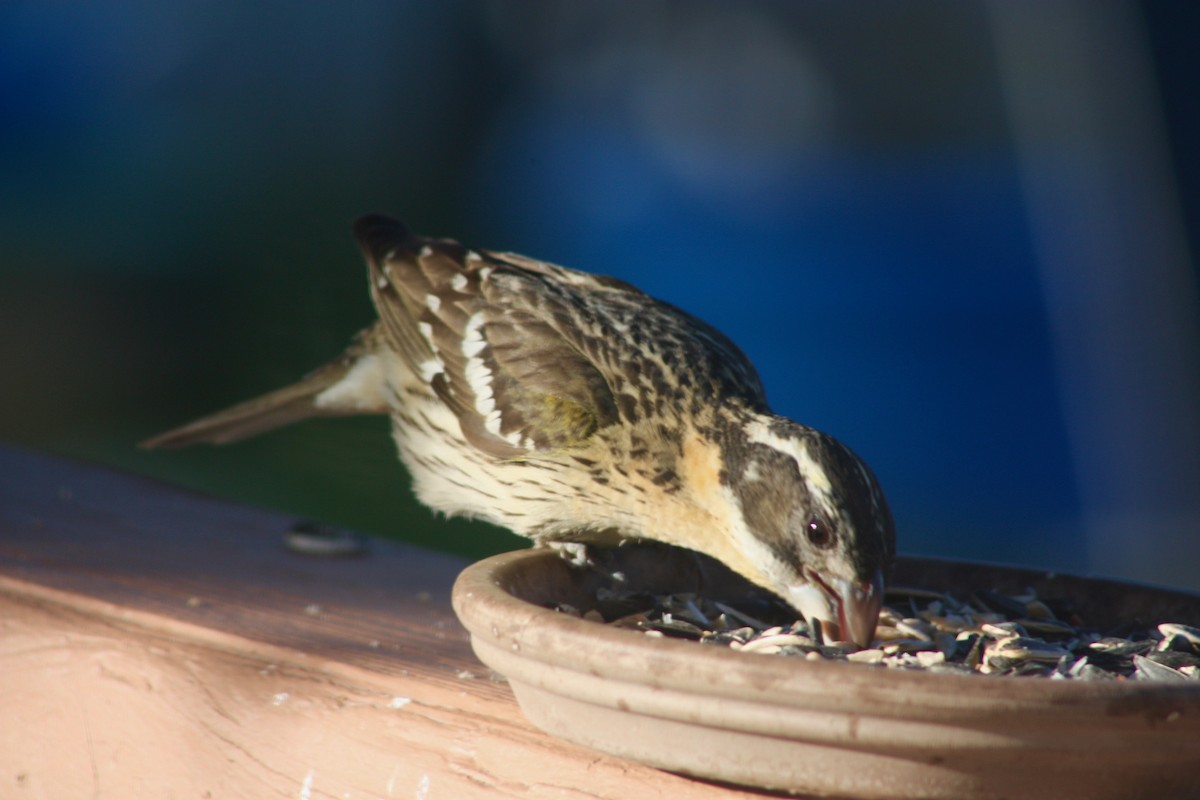 Black-headed Grosbeak - Terrylee Harrington