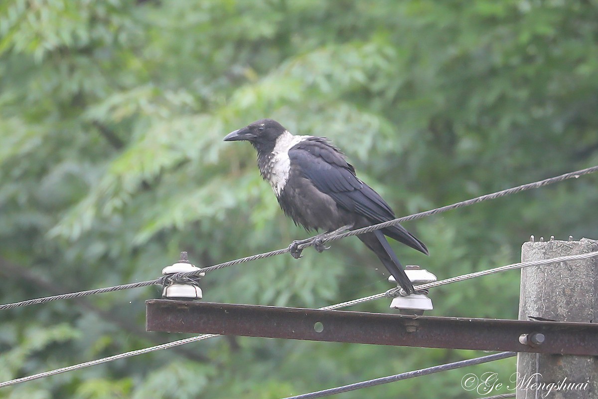 Collared Crow - ML346380341