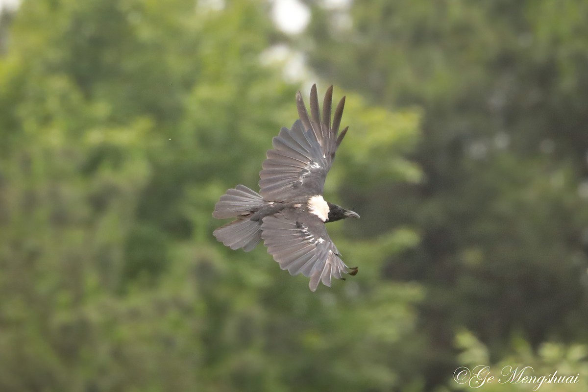 Collared Crow - ML346380361