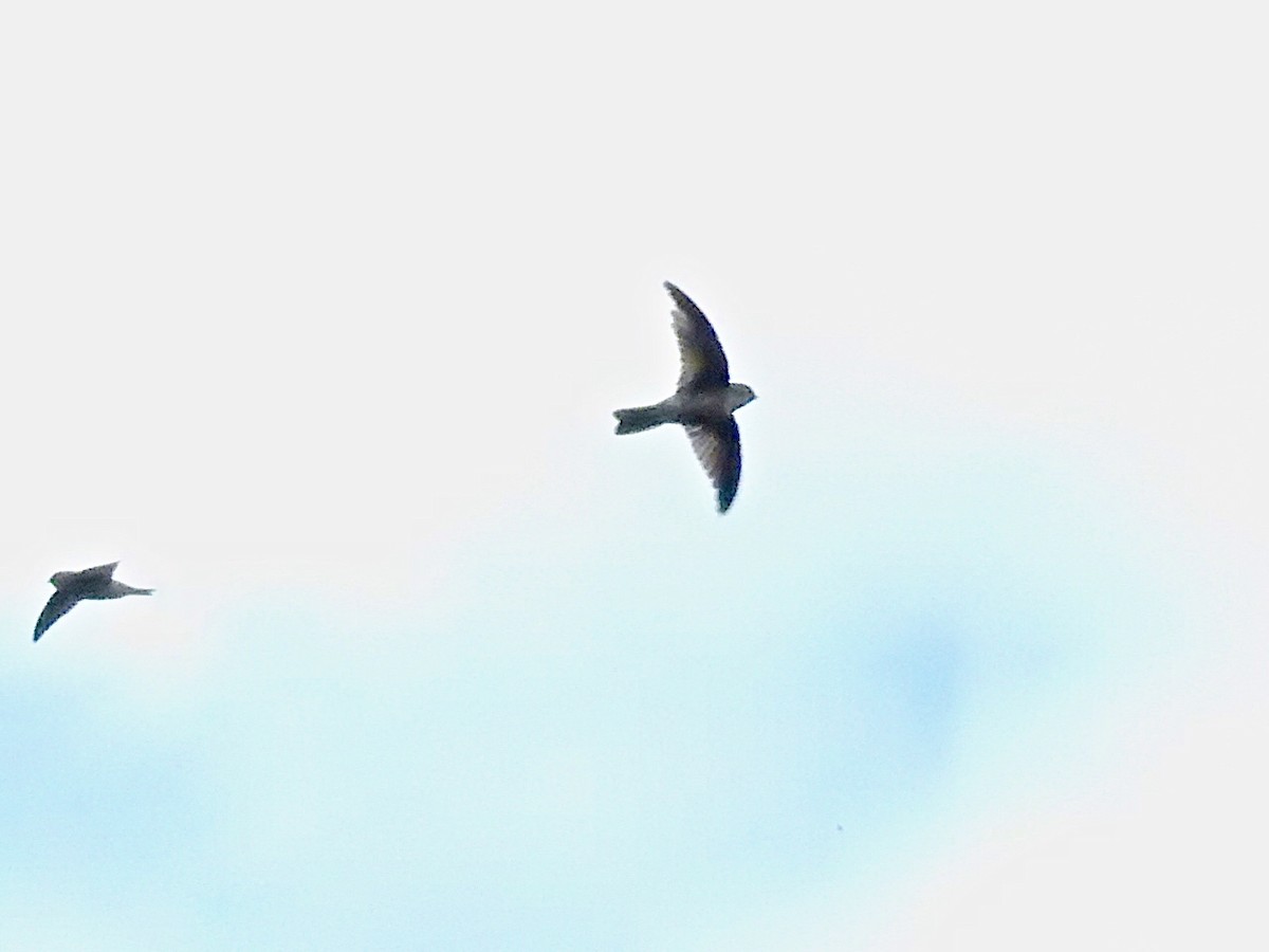 Mariana Swiftlet - ML346380511