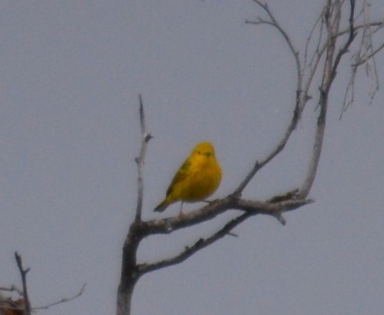 Yellow Warbler - ML346381791