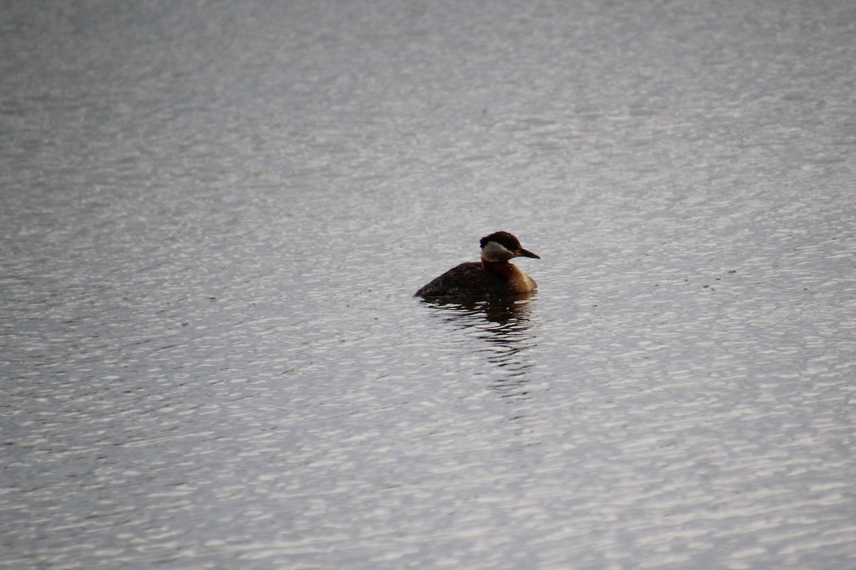 Red-necked Grebe - ML346382291