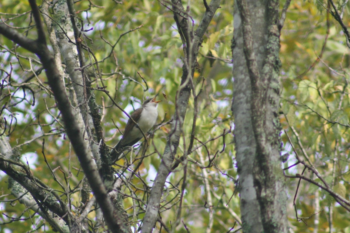 Yellow-billed Cuckoo - ML34638251