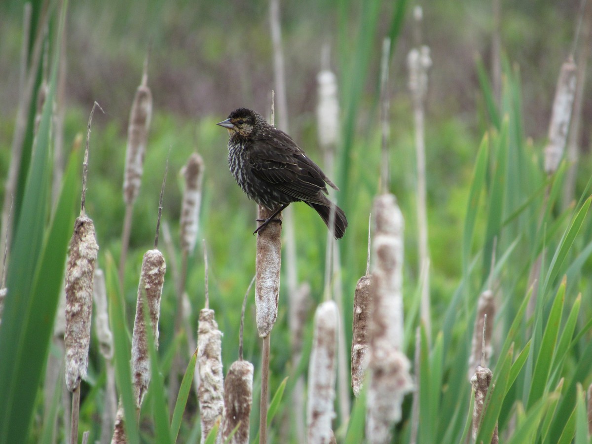 Red-winged Blackbird - Lewnanny Richardson
