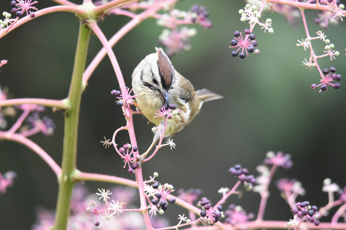 Taiwan Yuhina - Giambi (鈞弼) Chang (張)